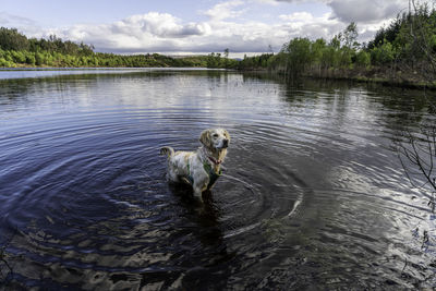 Portrait of horse in lake