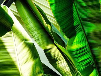 Close-up of banana leaves growing outdoors