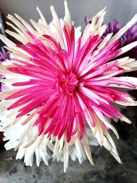 Close-up of pink chrysanthemum