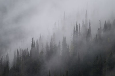 Pine trees in forest against sky