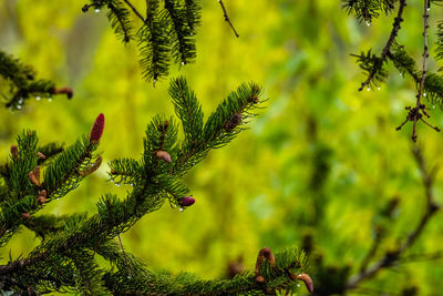 Close-up of pine tree branch