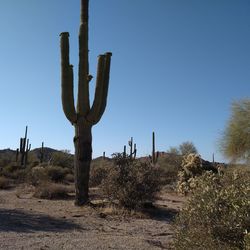 Cactus on field against clear sky