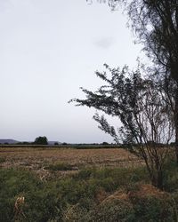 Tree on field against clear sky