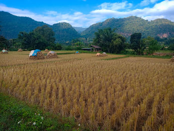 Scenic view of agricultural field against sky