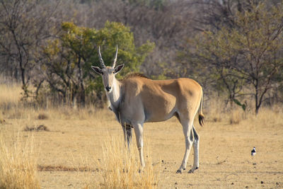 Common eland in south africa