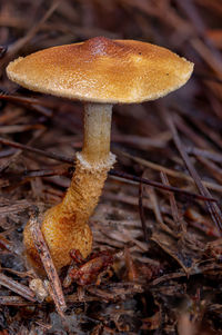 fungus