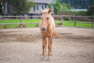 Horse standing in ranch