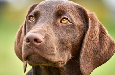 Close-up portrait of dog