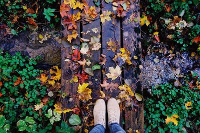 Low section of person standing by ivy during autumn