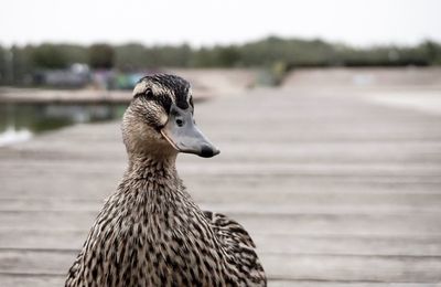 Close-up of bird