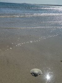 High angle view of shell on beach