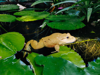 Close-up of frog in water