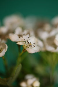 Close-up of white flowering plant