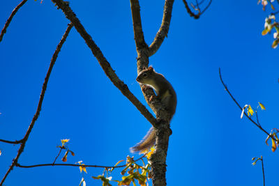 Low angle view of lizard on tree against blue sky