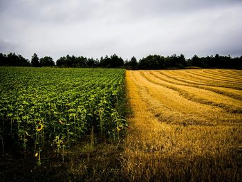 Scenic view of field against sky