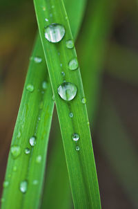 Close-up of water drops on leaf