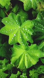 Close-up of wet plant