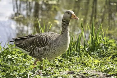 Duck on a land