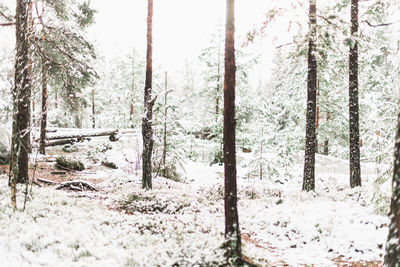 Pine trees in forest during winter