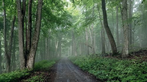 Dirt road passing through forest