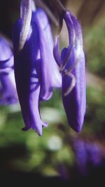 Close-up of flower against blurred background