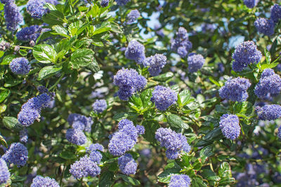 Close-up of purple flowering plants