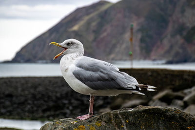 Close-up of seagull perching on rock