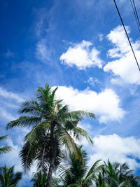 Low angle view of palm trees against blue sky