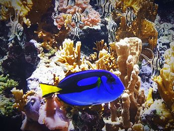 Close-up of fish swimming in sea