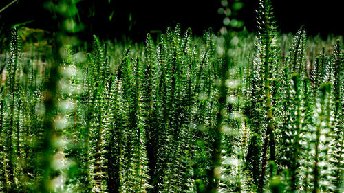 Close-up of wet pine trees in forest