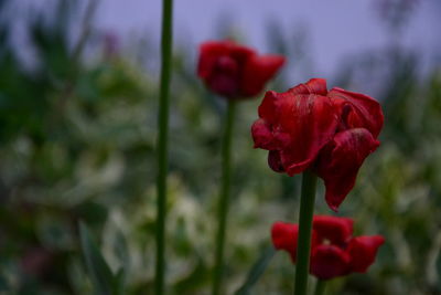 Close-up of red rose