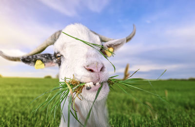 Close-up of goat eating grass on field against sky