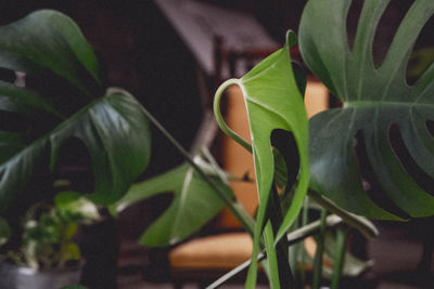 leaf