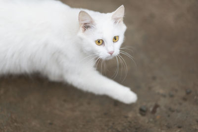 Close-up portrait of a cat