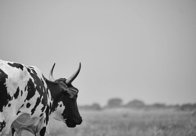 View of a cow