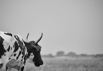 View of a horse on field