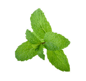 Close-up of fresh green leaves against white background