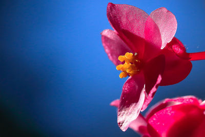 Close-up of pink rose flower