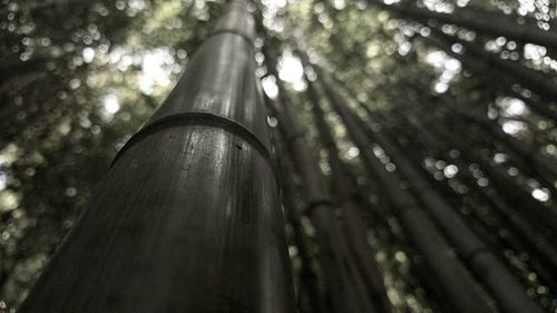 Low angle view of tree against blurred background