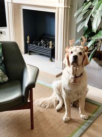 Portrait of dog wearing headband while sitting at home