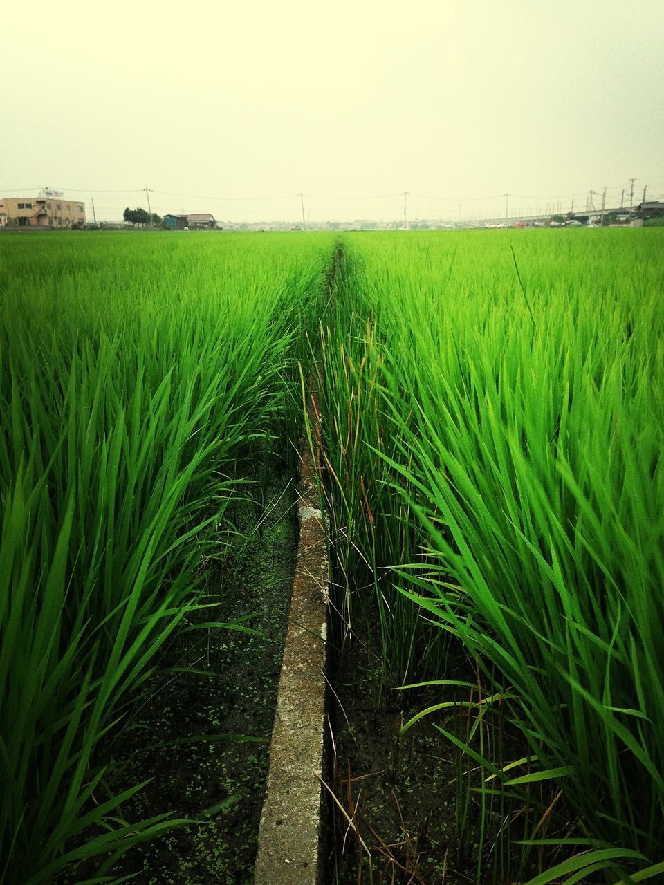 field, agriculture, grass, rural scene, farm, growth, crop, green color, landscape, cultivated land, tranquility, nature, clear sky, tranquil scene, cereal plant, plant, grassy, plantation, beauty in nature, scenics