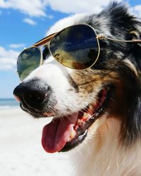 Close-up portrait of dog with sunglasses