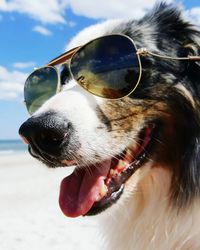 Close-up portrait of dog