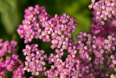 Close-up of pink flowers blooming outdoors