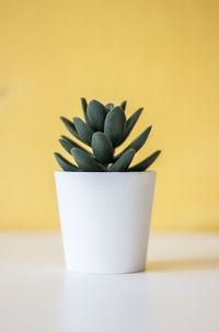 Close-up of succulent plant on table