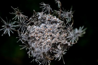 Close-up of flowers against black background