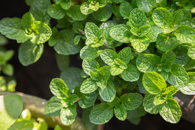 High angle view of leaves on plant