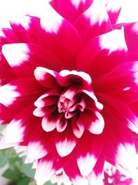 Macro shot of red flower