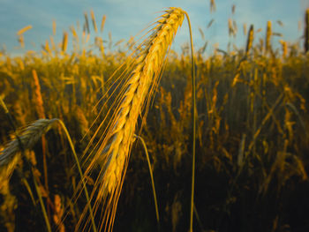 Eine weizen planze im sonnenlicht 