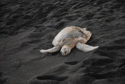 High angle view of shell on beach